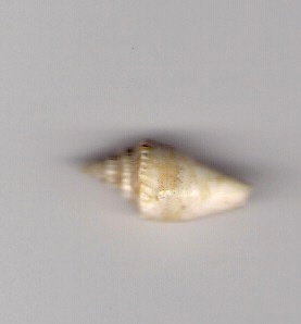 Ligia beach, mer �g�e.